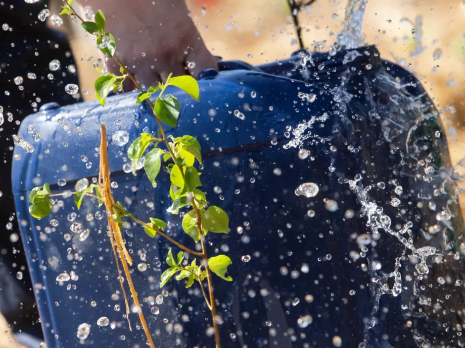 Önkéntes Vízadás – locsolj te is budapesti fákat!