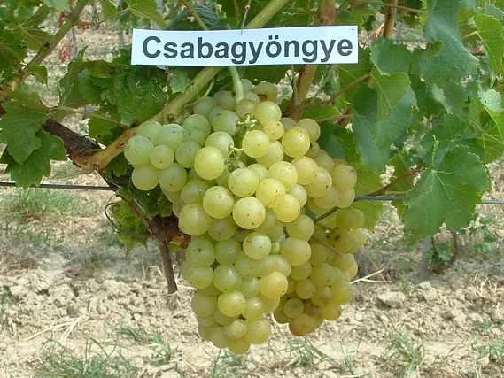 A csabagyöngyével éledne újra a békéscsabai borkultúra