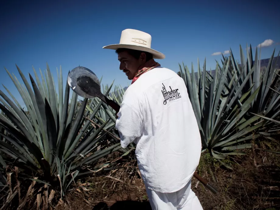 Tequila: az aztékok tudták mivel kell fogyni!