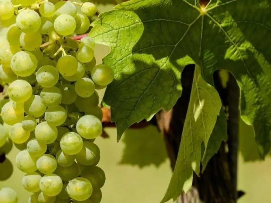 Bemutatták a világ első alkoholos szőlőjét