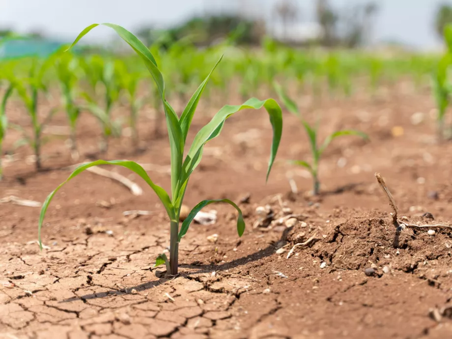 Az agrártárca kiemelten támogatja a termelőket az aszálykár enyhítésében