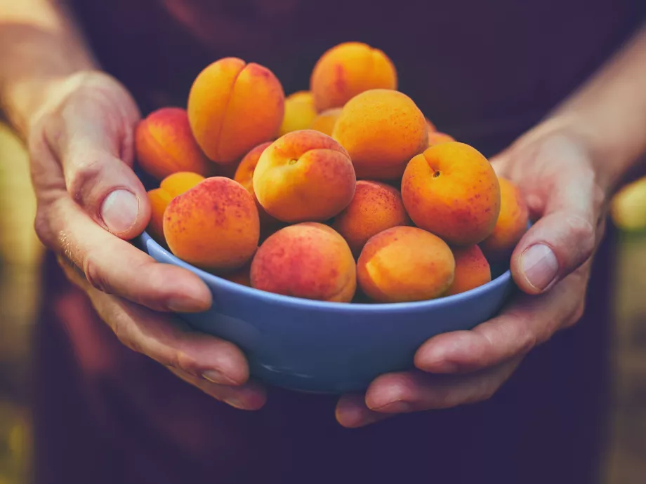 Idén kedvezőbben alakult a kajszitermés