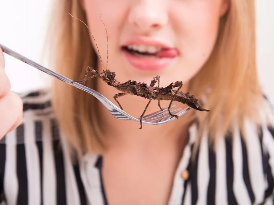 Már magyar boltokban is kaphatók a rovarokból készült snackek