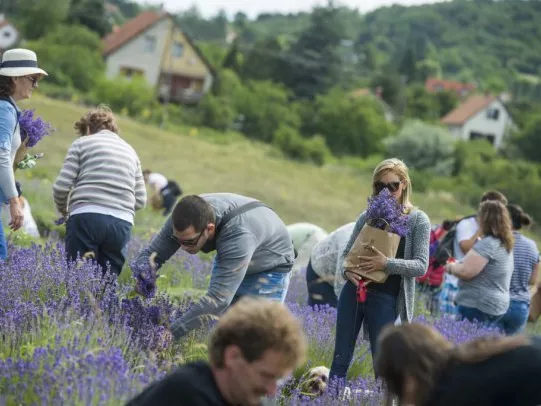 A női kecsesség lila jelképét ünneplik Tihanyban