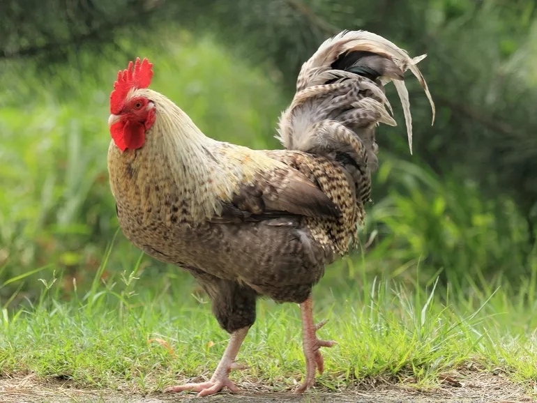 (Csirke)szárnyra kapott pletykák