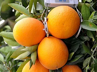 Izraeli, agrár információ-technológiai cégbe fektet a Syngenta