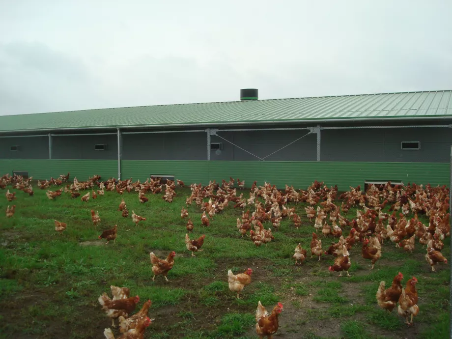 Farm Tojás termékeit bátran fogyaszthatják a hazai vásárlók
