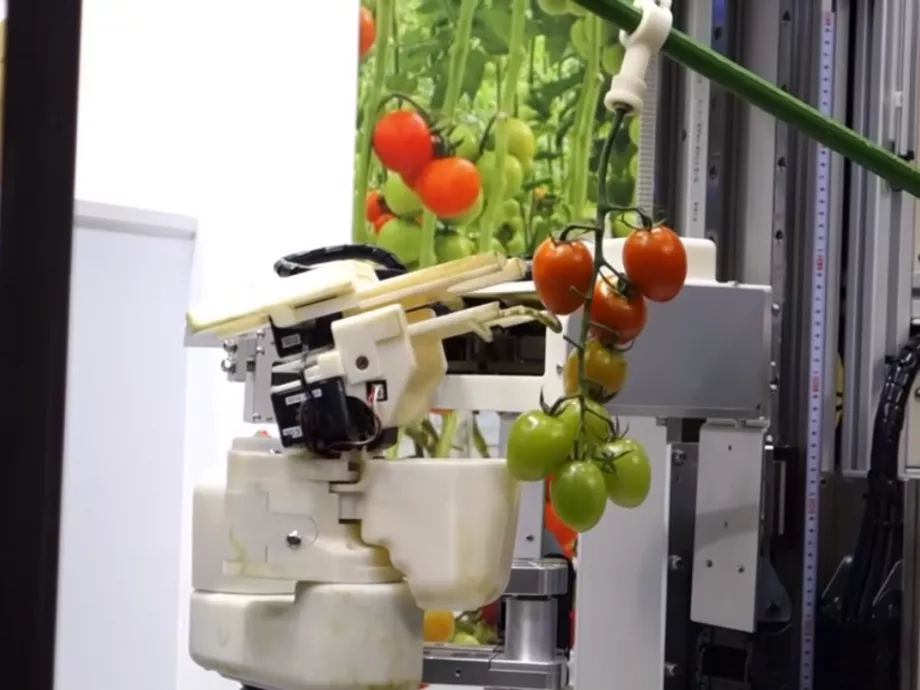 Paradicsomszüretelő robot a Panasonictól