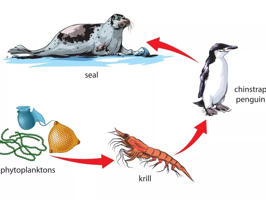 Nanoméretűvé eszi a mikroműanyagot a krill