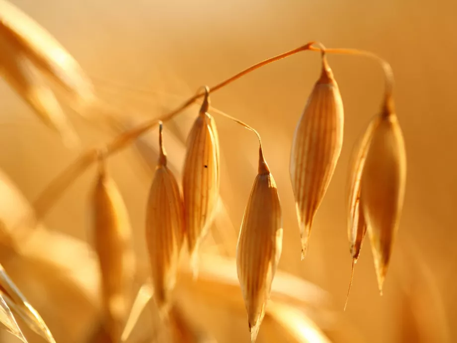 Megvonták az aratás nyárközepi mérlegét