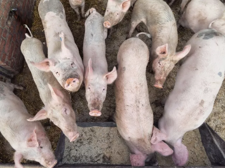Kevesebbet költ a világ élelmiszerre