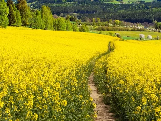 Csökken az EU őszi káposztarepce-termése