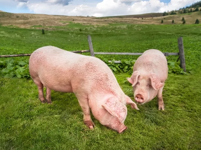 Magasan stabilizálódhat az élősertés ára