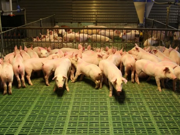 Ismét szállítható friss sertéshús Szerbiába