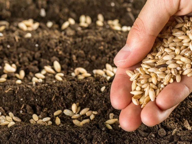 Új munkacsoport a Vetőmag Szövetségnél