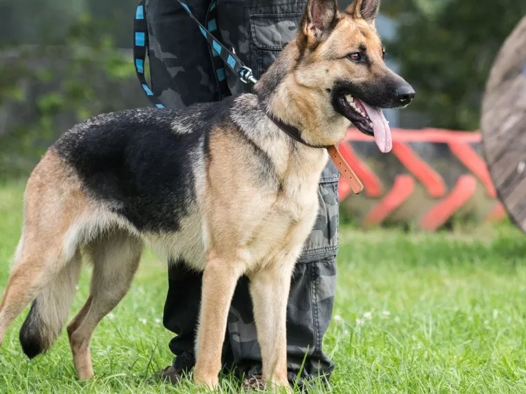 Díjazták a NAV legjobb felderítő kutyáit