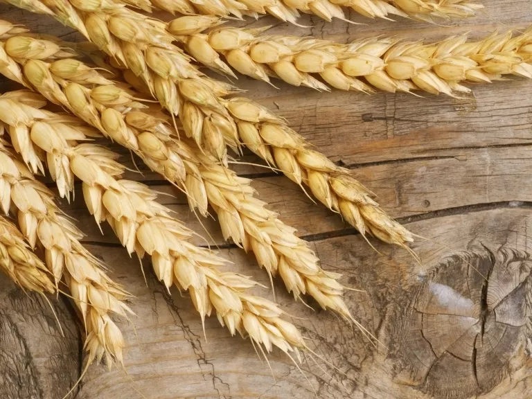 A Közös Agrárpolitikát bírálta Jakab István