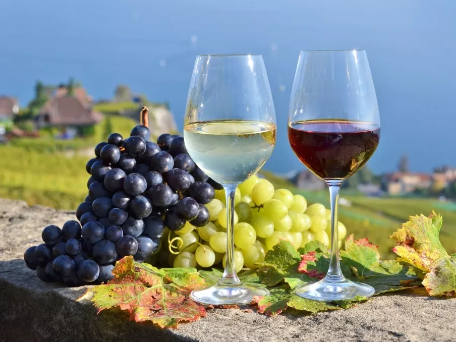 Bővítette kiskunmajsai telephelyét a Grape-Vine Kft.