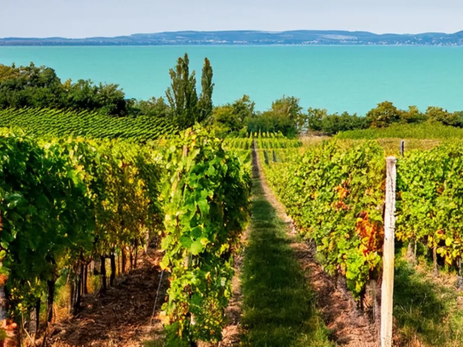 Bezár a BB balatonboglári feldolgozóüzeme