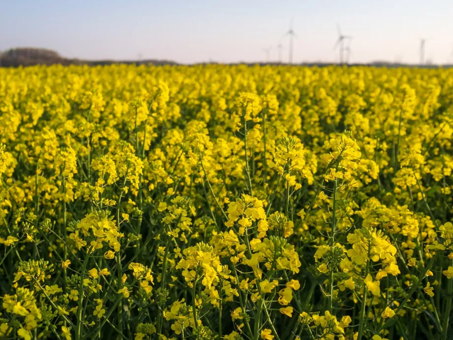 Magyar vezetésű nemzetközi program tanulmányozza a bioalapú gazdaság fejlődést