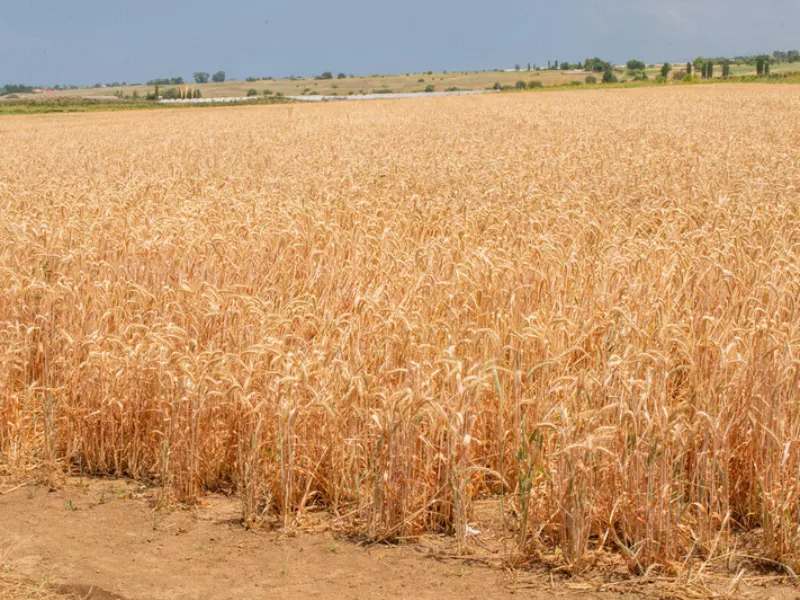 Enyhén nőtt a FAO élelmiszerár-indexe