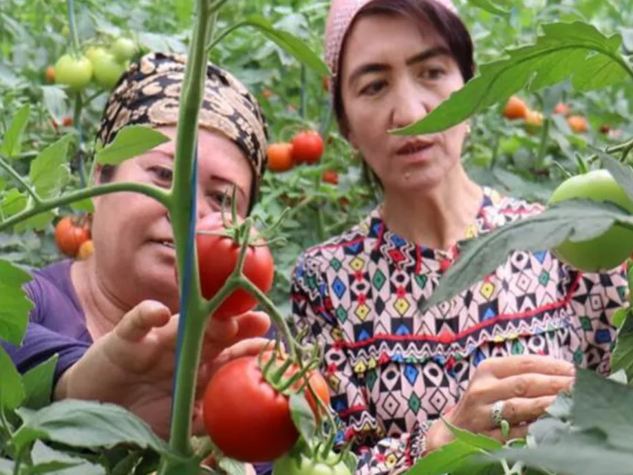 Fenntarthatóság és hatékonyság a középpontban