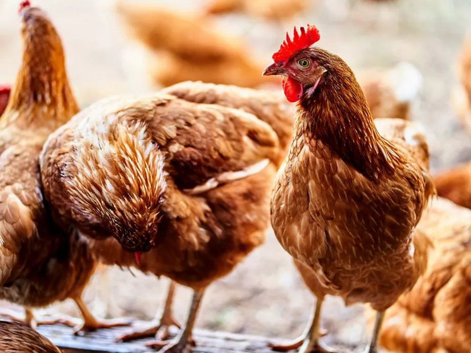 A baromfitartás korszakos innovációjának indult, egymillió csirke pusztulásával végződött