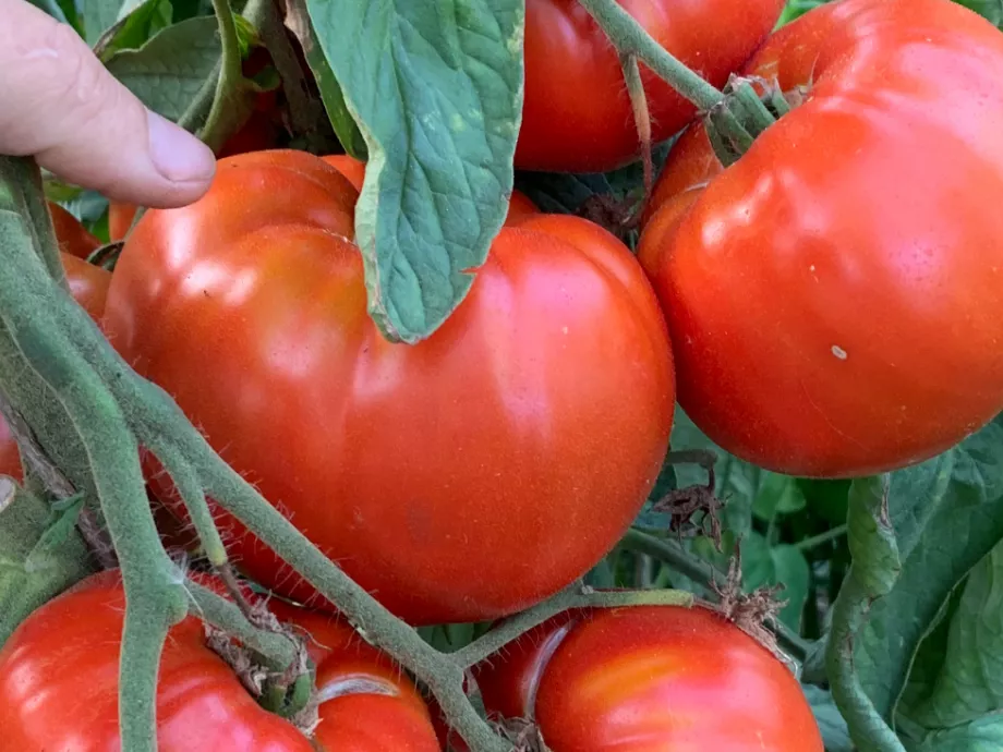 Új tájfajta paradicsom került a kínálatba a Föld napján