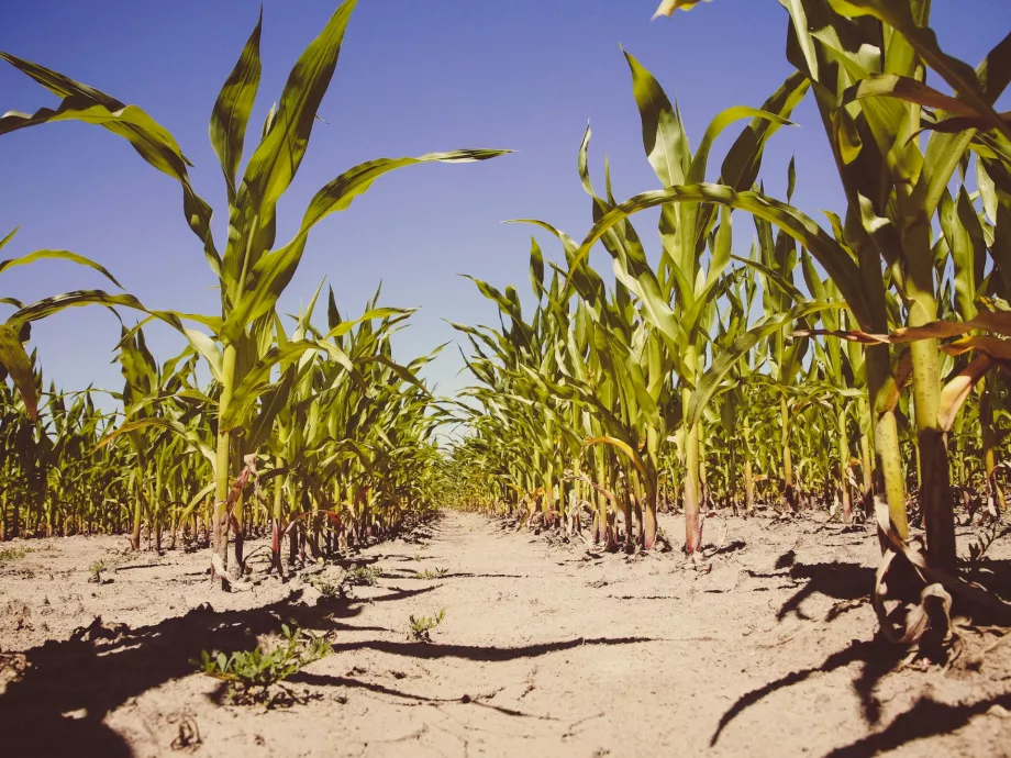 Aflatoxin szennyezettségtől mentes kukoricát is termesztettek