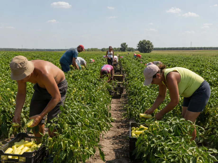 Időben el kell kezdeni a szezonmunkások toborzását