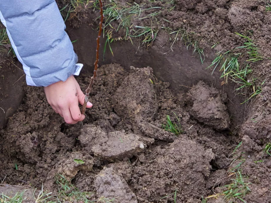 392 őshonos gyümölcsfát ültetett a Spar