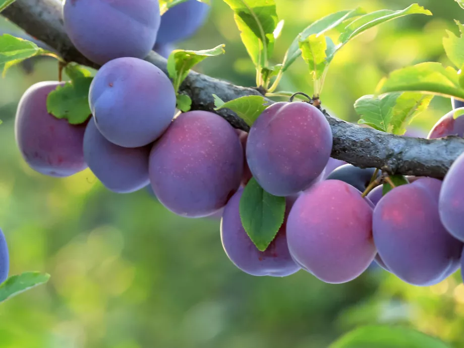 FruitVeB: kiegyensúlyozott szilvatermés várható idén