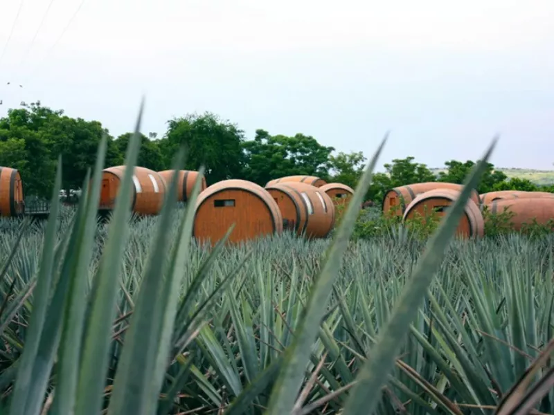 „A tequila ma ott tart, ahol a whisky járt 15 éve”